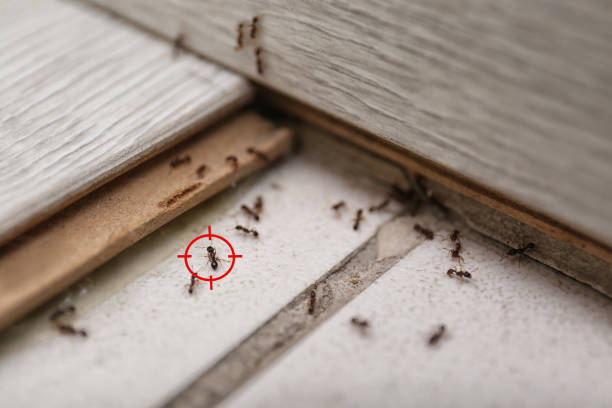 Best Pest Control Cost  in Hilltop, MN