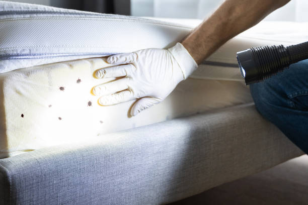 Best Affordable Pest Control Services  in Hilltop, MN