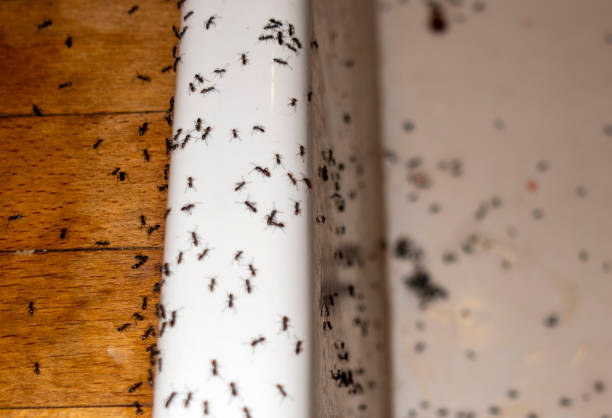 Best Pest Control Near Me  in Hilltop, MN